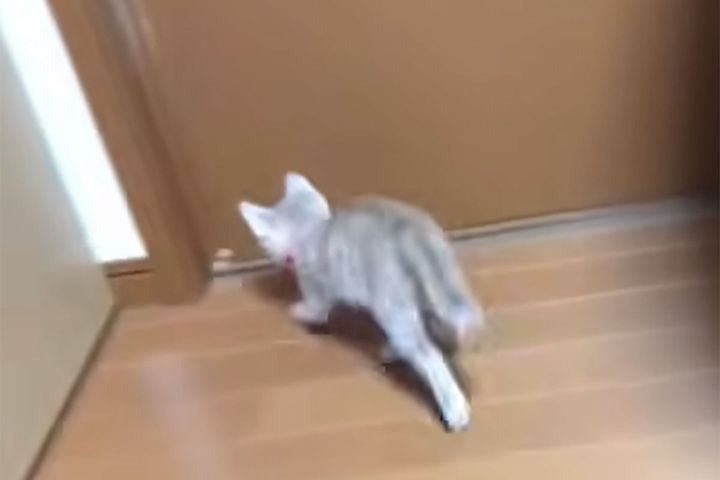子猫がドアに向かって一目散！