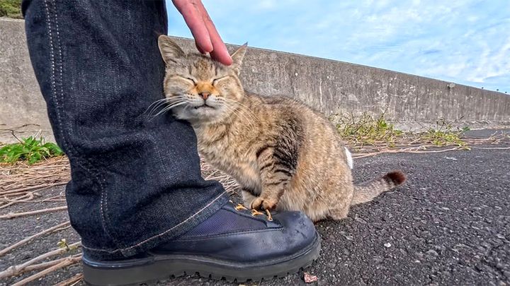 スリスリする猫