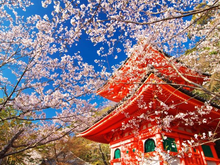 All About ニュース編集部が全国250人を対象に実施した「桜の名所に関するアンケート」の調査結果から、和歌山で行ってみたい＆好きな桜の名所ランキングを発表！ 2位「紀三井寺」を抑えた1位は？