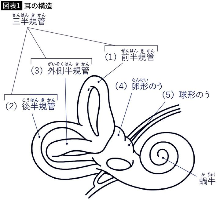 【図表1】耳の構造