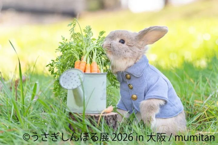 うさぎしんぼる展 2026 in 大阪