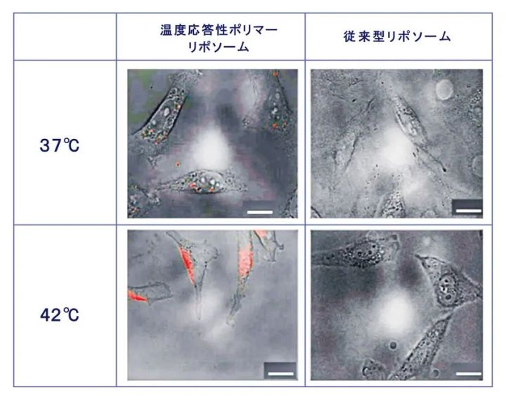 温度変化による有効成分の細胞への取り込みを観察した顕微鏡