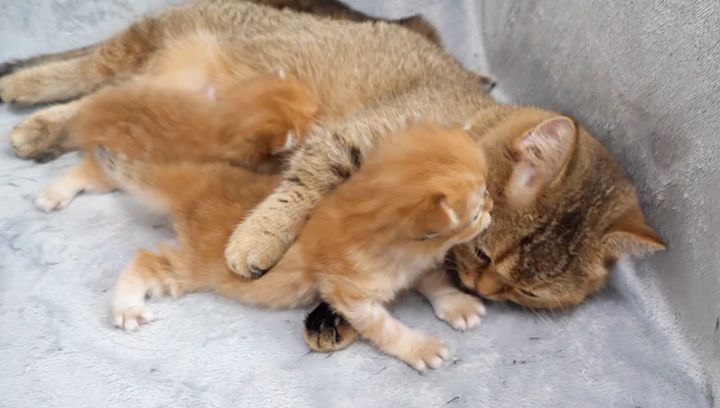 子育てに大忙しの母猫