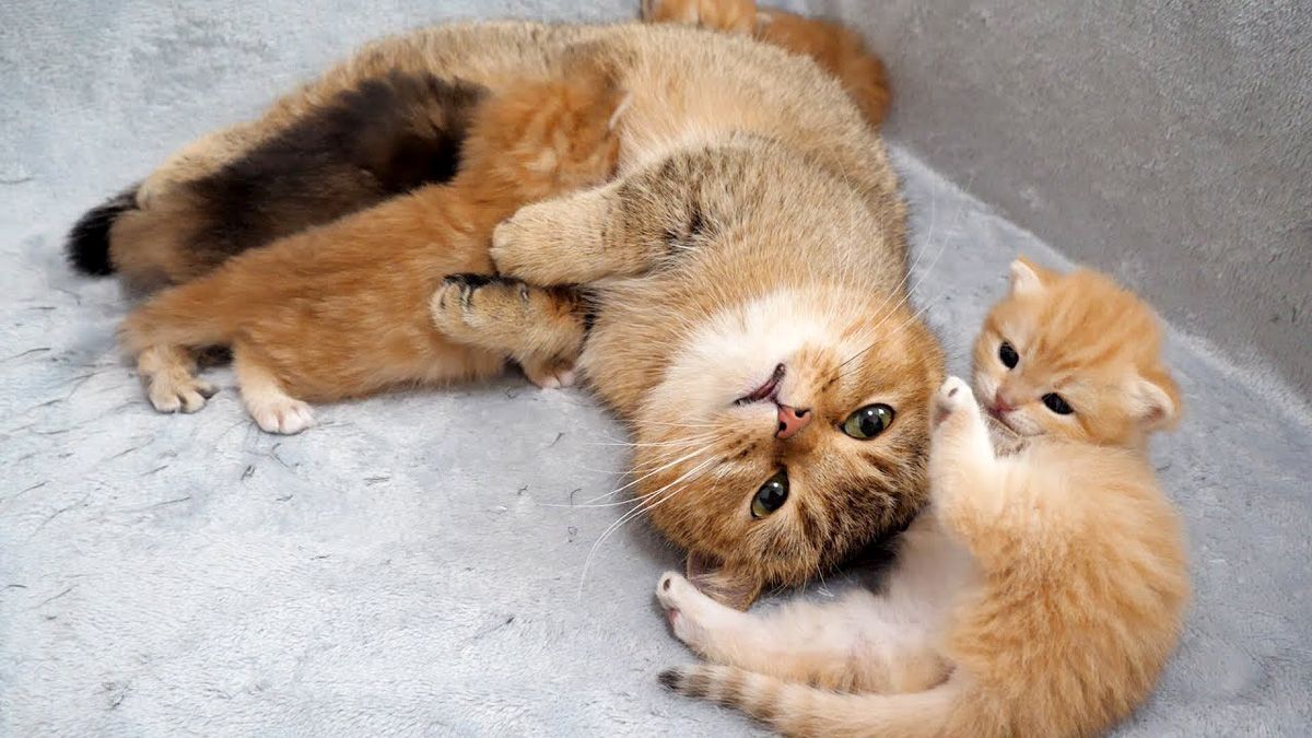 ミルクをあげながら甘えん坊な子猫の相手もする、大忙しのママ猫が愛情