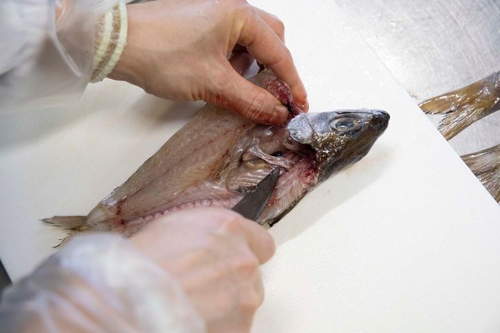 手と包丁で身を押し開く