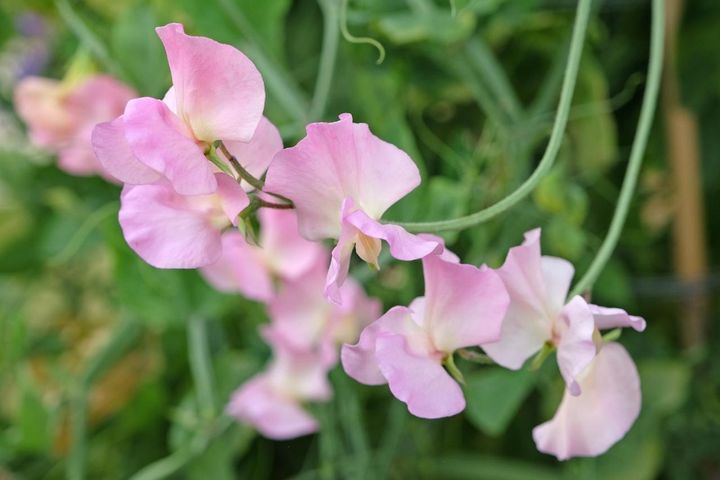 3月30日の花とは？【366日の誕生花と幸せの花言葉】