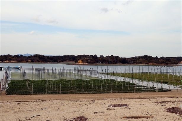 海岸ではアオサノリの養殖も。文化が根付いた海を体感できる