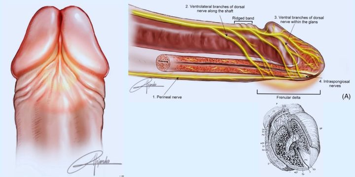 最新のペニス研究で「男性のGスポット」の意外な姿が発見された