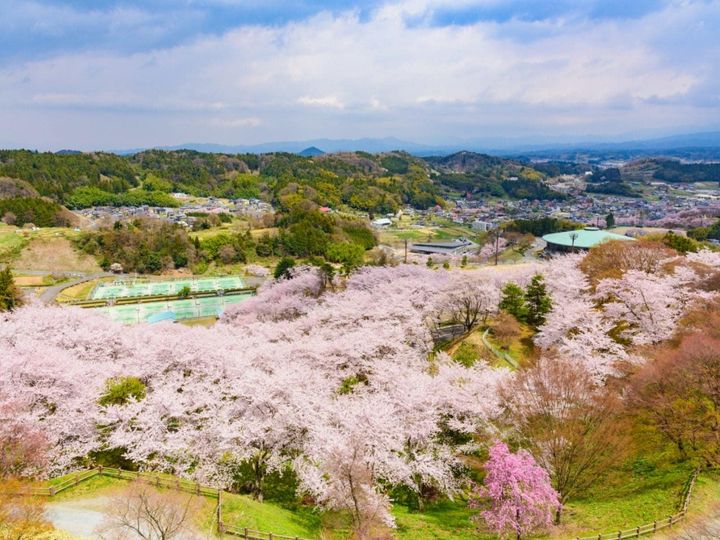 All About ニュース編集部が全国250人を対象に実施した「桜の名所に関するアンケート」の調査結果から、福井県で行ってみたい＆好きな桜の名所ランキングを発表！ 2位「霞ヶ城公園」を抑えた1位は？