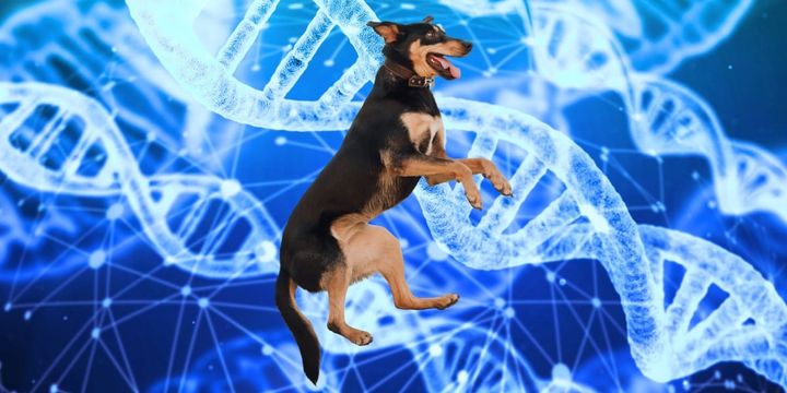 犬は家畜という言葉に収まらないかもしれない