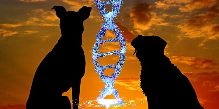 DNAが示した1万5800年前の「最古の犬」