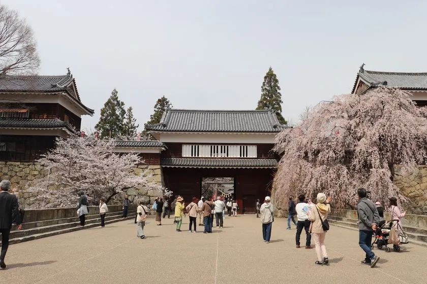 夜桜ライトアップが美しい！上田城千本桜まつりの魅力