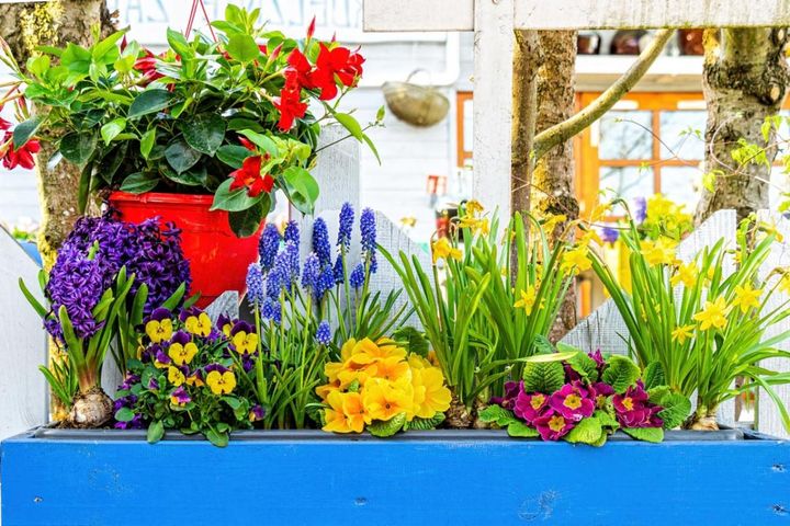 初心者の「寄せ植え」が見違える！草丈や草姿で動きをプラス【ガーデニング】