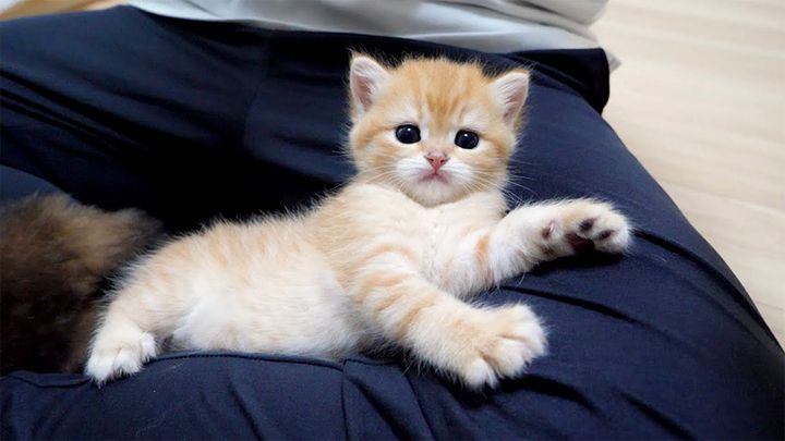 足でくつろぐ子猫