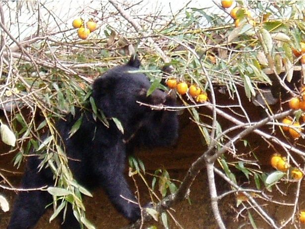 柿や栗の木の管理には注意が必要だ ※画像はイメージです (C)tamu0390