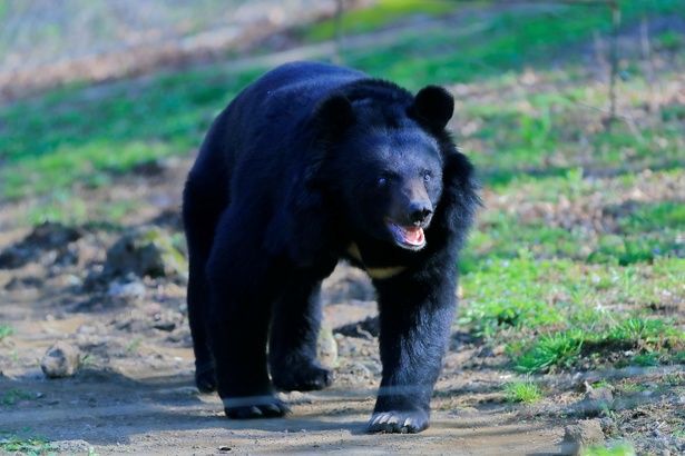 ※画像はイメージです。 (C)くまちゃん