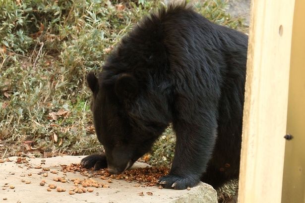 【画像】木の実を食べるクマ※画像はイメージです。 (C)ray