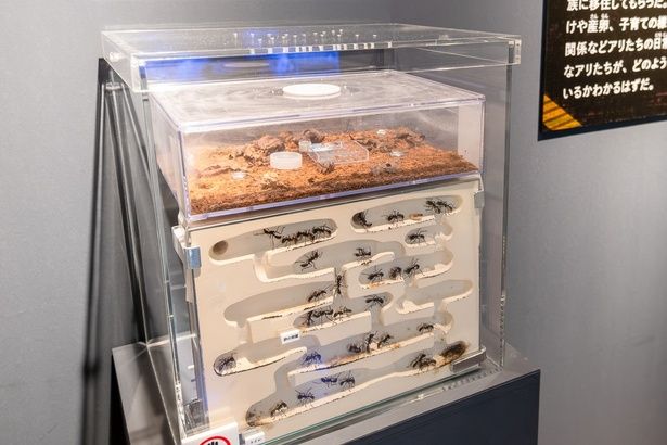 実際に活動している、サシハリアリの巣も展示されている
