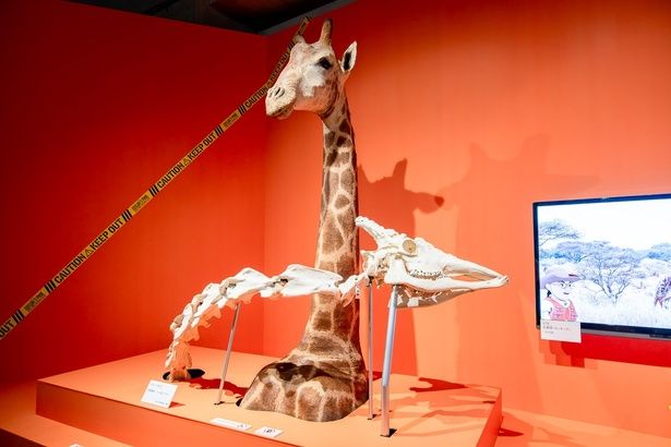 キリンのゴツゴツした頭骨で、喧嘩シーンを再現