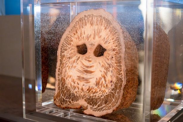 約9万もの筋束がびっしりと詰まったゾウの鼻の断面