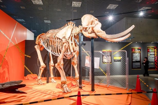 アフリカゾウの全身骨格