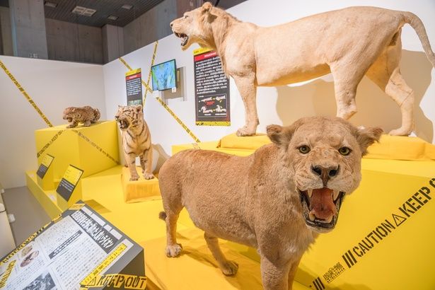 噛みつきの猛獣といえば、百獣の王ライオン