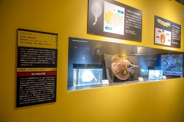 シビレエイも電流を放つ魚。その仕組みが会場のパネルで詳しく紹介されている