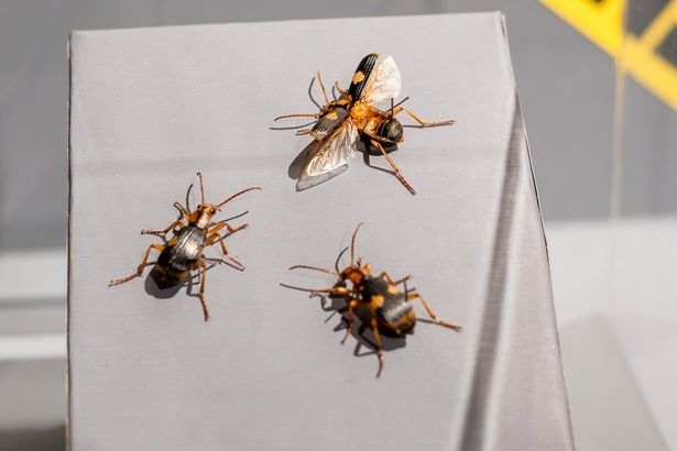 100度の高圧オナラを噴射する、ミイデラゴミムシ