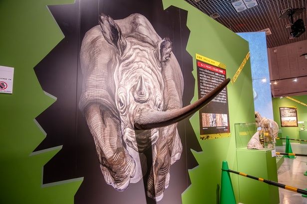 サイの角には、骨がないそう