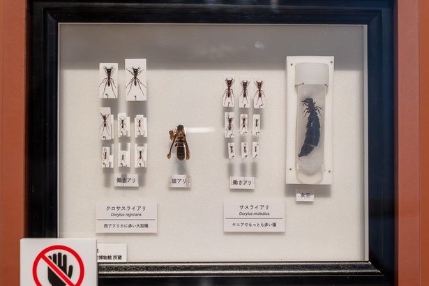 日本初展示の激レアな女王アリの標本は、ぜひチェックしておきたい