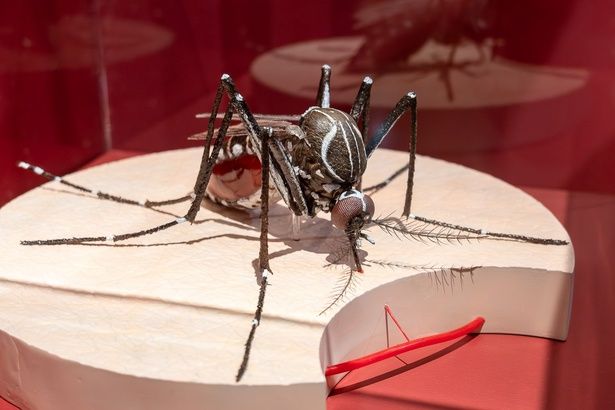 見ただけで痒くなってきそうな、巨大な蚊の模型。吸血の仕組みがわかりやすく解説されている