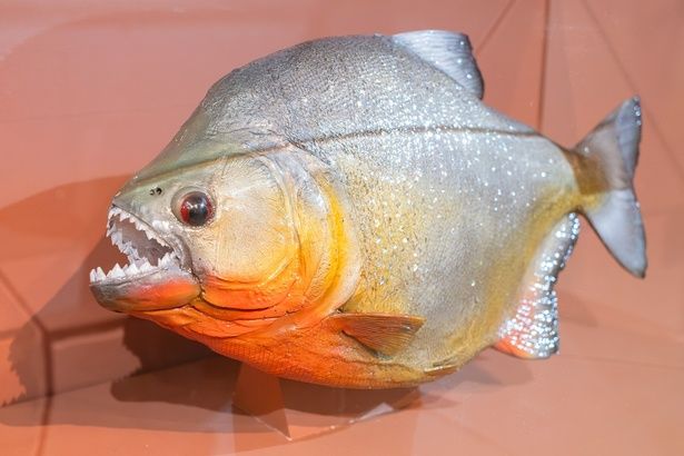 ピラニアの一種、ピラニアナッテリー。大群で鋭い歯に噛みつかれたら、ひとたまりもない…