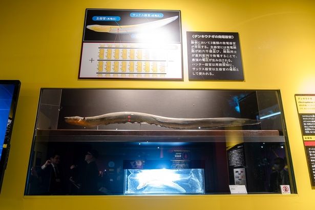 850ボルトの高圧電流で、近づいた天敵を感電させるデンキウナギ。放電する様子がモニターでチェックできるのでお見逃しなく！