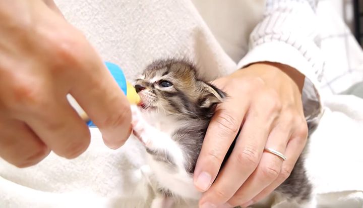 ミルクを飲む子猫
