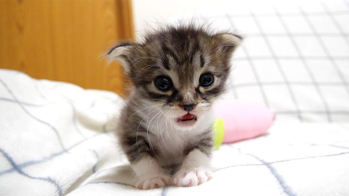 ママを探す子猫