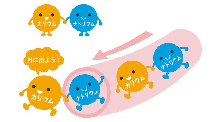 カリウムがナトリウムを排出
