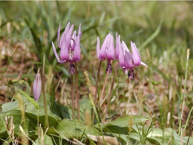 一見、何も起きていないように見える森。その裏側で、静かな管理が続いている 画像提供：国立科学博物館附属自然教育園