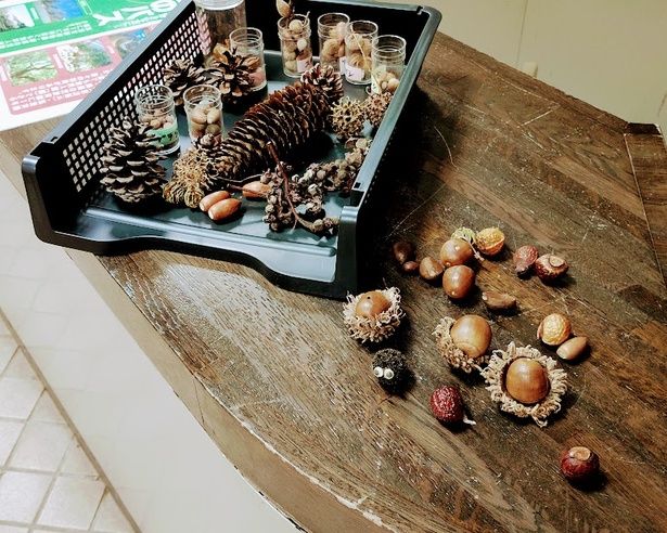 季節の実を集めた小さな展示コーナーも、奥津さんが拾い、入れ替えている
