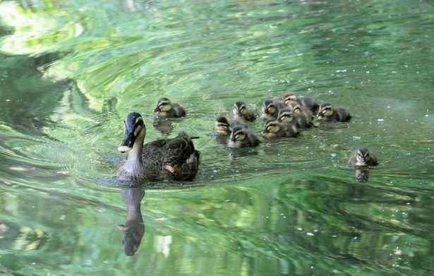  時代が変わっても守られ続けた森にすむ動物たち 画像提供：国立科学博物館附属自然教育園