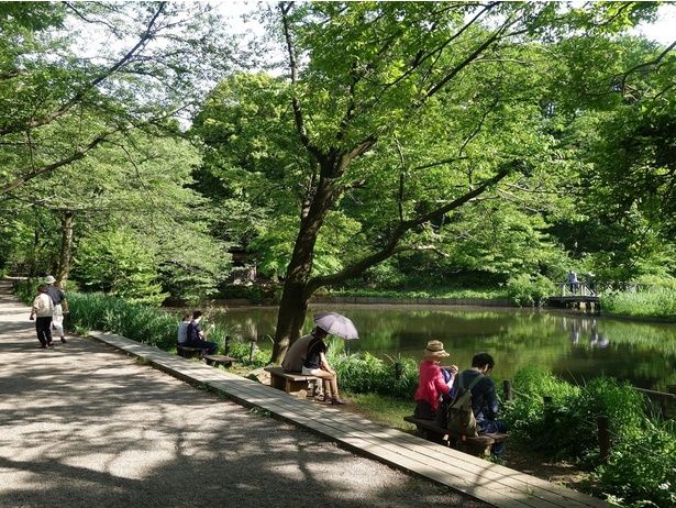水辺に揺れる草花の向こうに高層ビルがみえる。都市と自然のコントラストを感じる場所 画像提供：国立科学博物館附属自然教育園