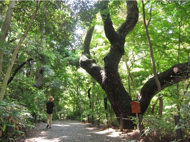 光と影がゆっくり移り変わる森。余白の時間が、心をほどく 画像提供：国立科学博物館附属自然教育園