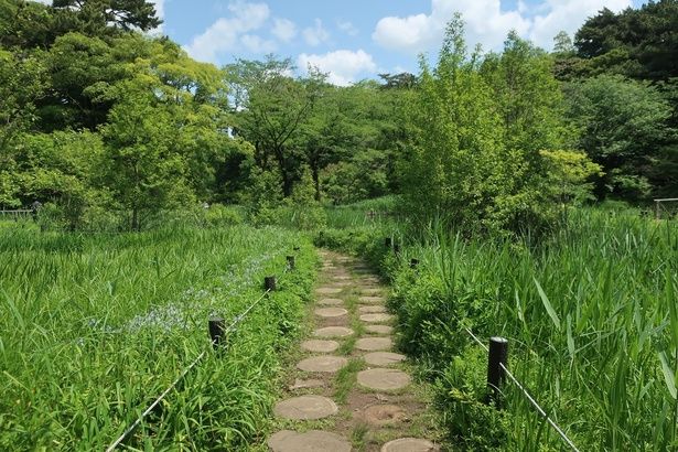 目の前の大通りから一歩入っただけで、空気が変わる。森を感じる場所 画像提供：国立科学博物館附属自然教育園