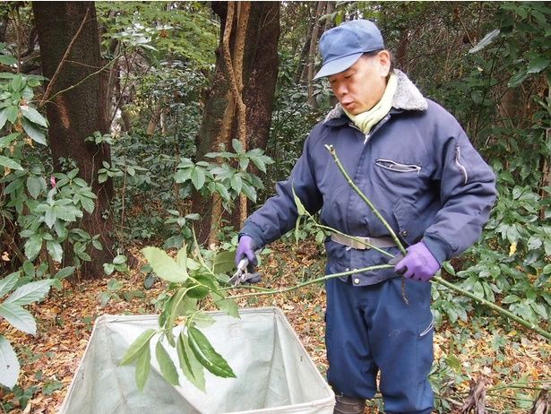 切ったアオキをフゴという袋へ入れていく