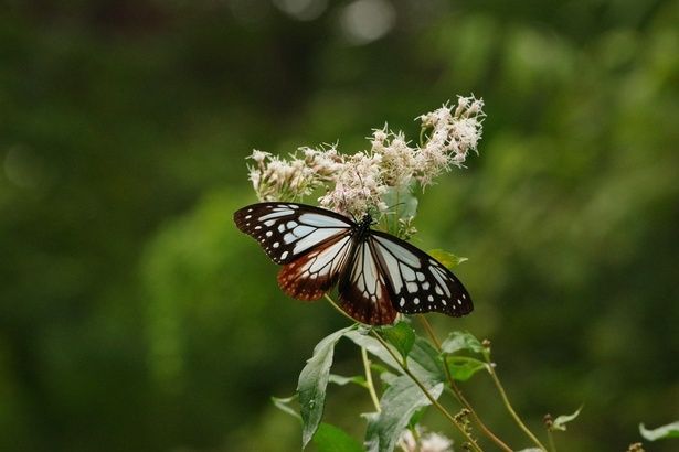 フジバカマに吸蜜するアサギマダラが見られることも 画像提供：国立科学博物館附属自然教育園