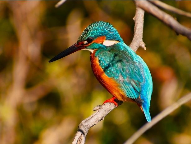 ただ歩く。歩くだけで鳥の声が聞こえる 画像提供：国立科学博物館附属自然教育園