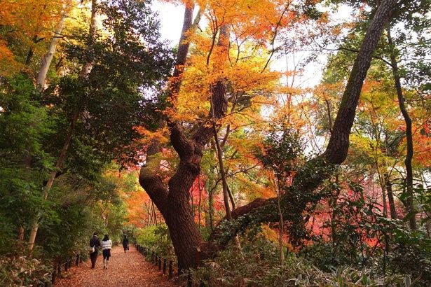  紅葉の時期の物語の松 画像提供：国立科学博物館附属自然教育園