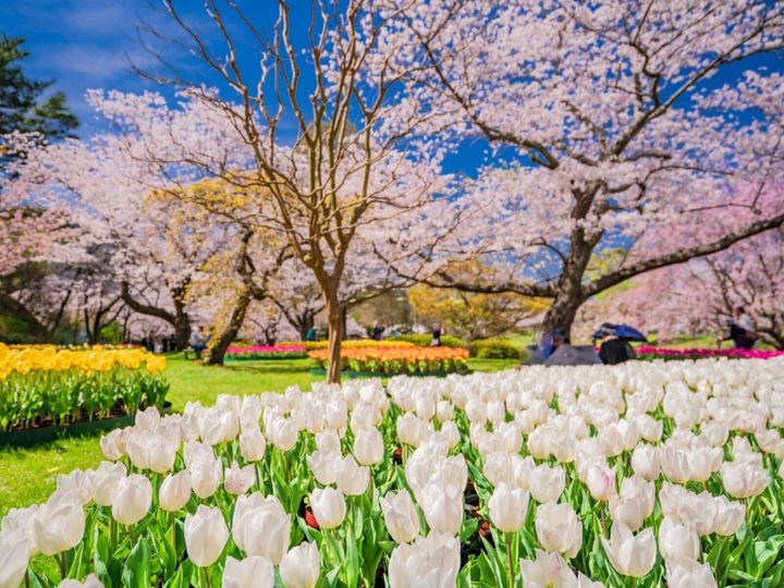 All About ニュース編集部が全国250人を対象に実施した「桜の名所に関するアンケート」の調査結果から、静岡県で行ってみたい＆好きな桜の名所ランキングを発表！ 2位「はままつフラワーパーク」を抑えた1位は？