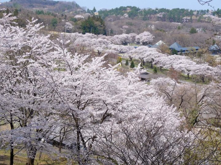 All About ニュース編集部が全国250人を対象に実施した「桜の名所に関するアンケート」の調査結果から、群馬で行ってみたい＆好きな桜の名所ランキングを発表！ 2位「伊香保グリーン牧場」を抑えた1位は？