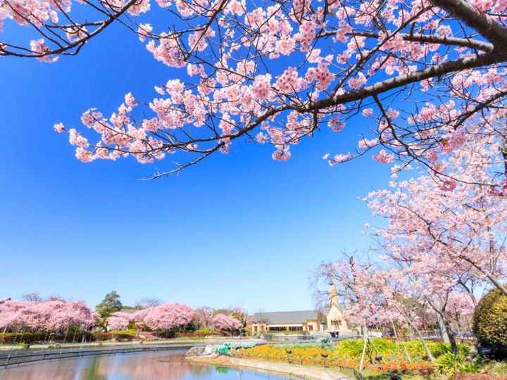 All About ニュース編集部が全国250人を対象に実施した「桜の名所に関するアンケート」の調査結果から、三重県で行ってみたい＆好きな桜の名所ランキングを発表！ 2位「なばなの里」を抑えた1位は？