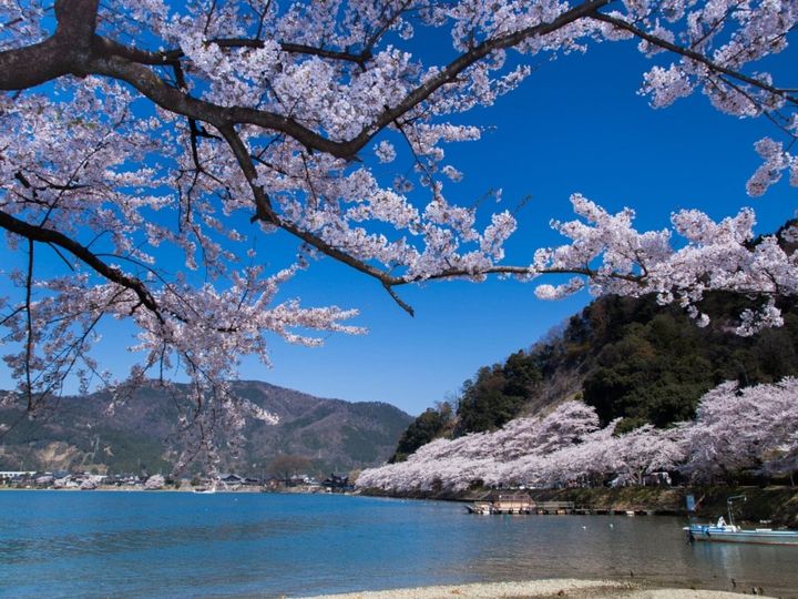 All About ニュース編集部が全国250人を対象に実施した「桜の名所に関するアンケート」の調査結果から、滋賀で行ってみたい＆好きな桜の名所ランキングを発表！ 同率2位「海津大崎」「鮎河の千本桜」を抑えた1位は？